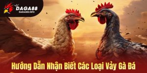 Hướng dẫn nhận biết các loại vảy gà đá - Daga88