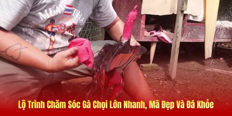 Lộ trình chăm sóc gà chọi tại Daga88