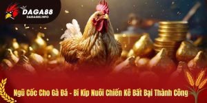 Ngũ cốc cho gà đá - Kiến thức của Daga88