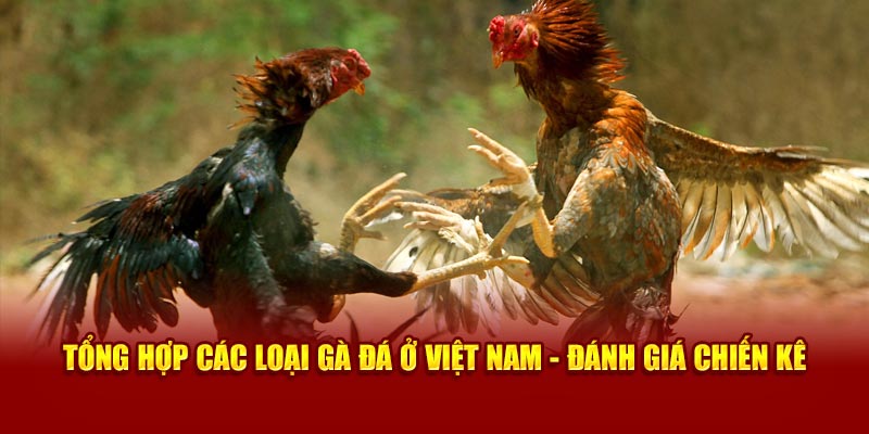 Các loại gà đá ở Việt Nam